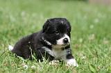 BORDER COLLIE 1320